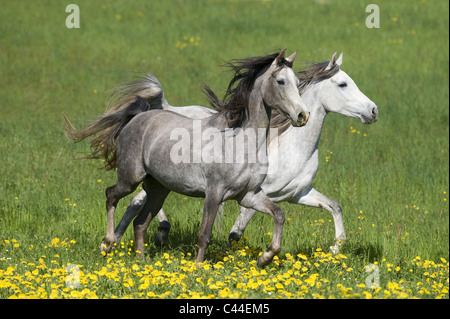 Purebred Arabian Horse (Equus ferus caballus). Pair of white mares galloping on a flowering meadow. Stock Photo