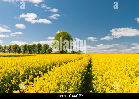Farming for energy crops (rapesee oil) on the outskirts of Dublin.