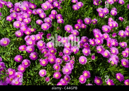 Bright pink flowers appear on a creeping succulent Sally-my-handsome plant (Carpobrotus acinaciformis). Stock Photo