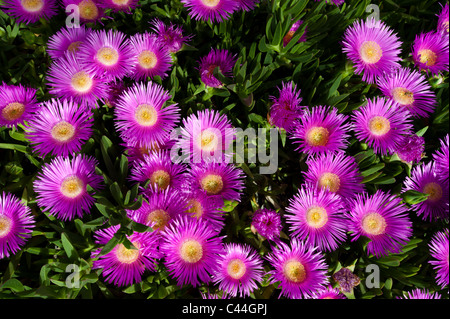 Bright pink flowers appear on a creeping succulent Sally-my-handsome plant (Carpobrotus acinaciformis). Stock Photo