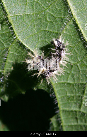 Painted Lady Butterfly Larva, Vanessa cardui, Nymphalidae, Lepidoptera. Black and White Spiky Caterpillar on a Nettle Leaf. Stock Photo