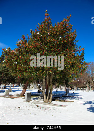 holly tree against a blue sky snowy ground Stock Photo