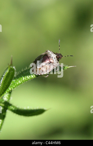 Woundwort Shieldbug or Bronze Shieldbug, Eysarcoris fabricii, Pentatomidae, Heteroptera, Hemiptera. A Shield or Stink Bug. Stock Photo