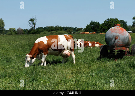 Cows on farmland, Chiemgau Upper Bavaria Germany Stock Photo