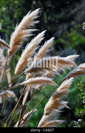 Miscanthus Chinese silver grass, Elephant grass Stock Photo