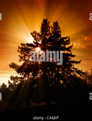 Two tall pine trees silhouetted against a red-orange sky with the rays of a setting sun shining through their branches. Stock Photo