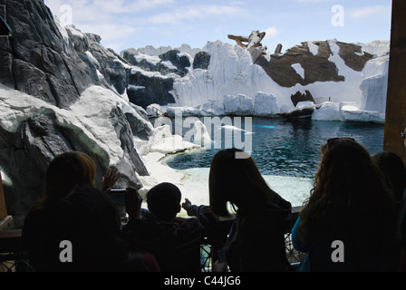 Beluga whale exhibit at SeaWorld. Stock Photo