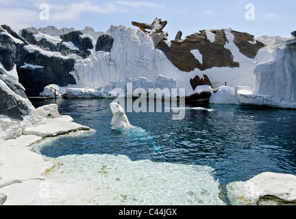 Beluga whale exhibit at SeaWorld. Stock Photo