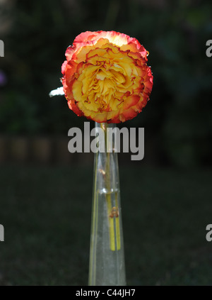 Single headed rose  Tequila Sunrise ( Eurorose x Typhoon ) in a slim glass vase against dark background Stock Photo