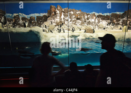 The Penguin Encounter at SeaWorld Stock Photo - Alamy
