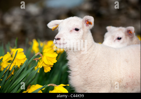 Texel pet lamb in among daffodil flowers Stock Photo