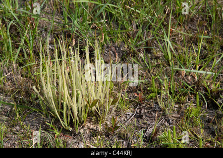 Carnivorous Thread-leaved Sundews Drosera tracyi or filiformis Florida USA