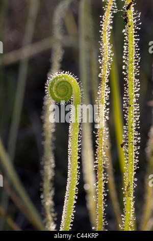Close up of Carnivorous Thread-leaved Sundew leaves Drosera filiformis var tracyi  Florida USA