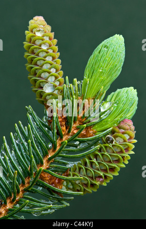 Developing cones of White Spruce Picea glauca after rain Michigan USA Stock Photo