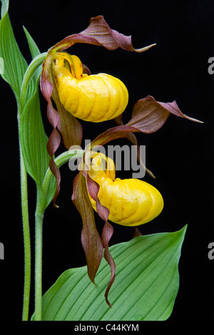 Large Yellow Lady's-Slipper Orchid Cypripedium calceolus variety pubescens Michigan USA Stock Photo