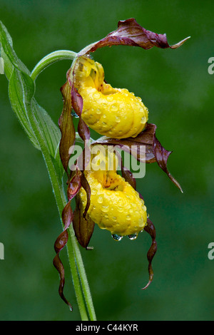 Yellow Lady's Slipper Orchid Cypripedium calceolus variety pubescens Michigan USA Stock Photo