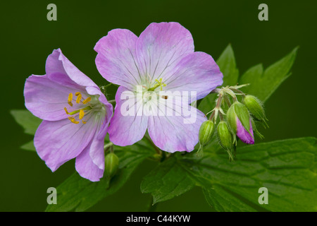 Wild Geranium maculatum flowers and flower buds Spring Eastern United States and Canada Stock Photo