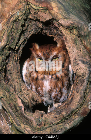 Red Phase Screech Owl Resting in Hole in Tree in Oldham County, Kentucky Stock Photo