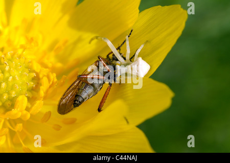 The spider has caught a wasp Stock Photo
