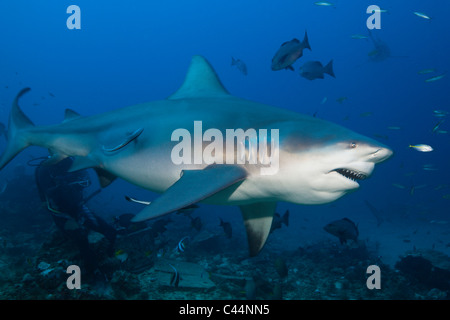 Bull Shark, Carcharhinus leucas, Beqa Lagoon, Viti Levu, Fiji Stock Photo
