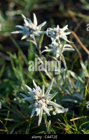 Edelweiss flowers in Gorkhi-Terelji National Park, Mongolia Stock Photo