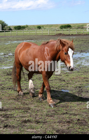 Chestnut Horse Walking In A Field At Leasowe, North Wirral Coastal Park, UK Stock Photo