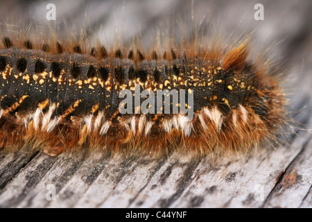 Drinker Moth Caterpillar Philudoria (Euthrix) potatoria Macro Close-up Of Hairs Stock Photo