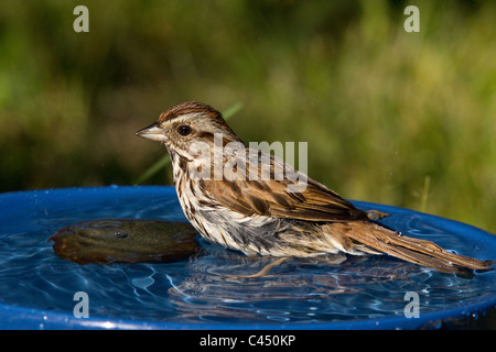 Song sparrow in a bird bath Stock Photo