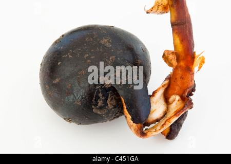 Close up view of a conker - that has germinated and developed into a seedling - Aesculus hippocastanum. See also image C451F3 Stock Photo