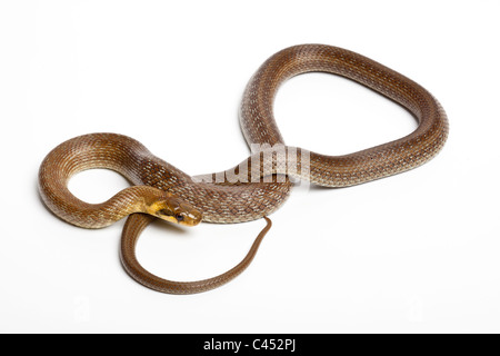 Aesculapian snake, Zamenis longissimus (formerly Elaphe longissima) on white background Stock Photo