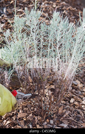 Person cutting out dead wood of Helichrysum italicum plant, close-up Stock Photo