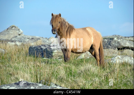 Great Britain, England, Cornwall, Bodmin Moor, pony on Rough Tor hill Stock Photo