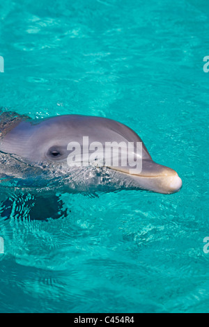 Dominican Republic, Bavaro, Costa del Cocos, Captive dolphin in pool Stock Photo