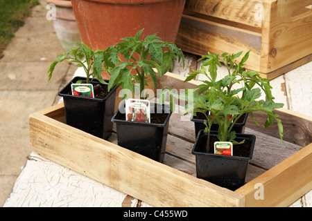 Tomato Seedlings in plastic pots ready to plant in Stock Photo