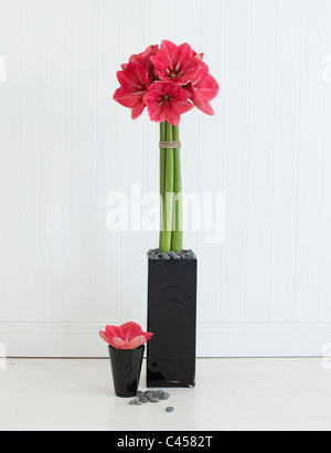 Amaryllis in containers, close-up Stock Photo