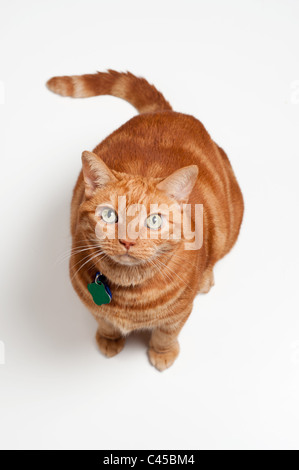 fat red tabby cat