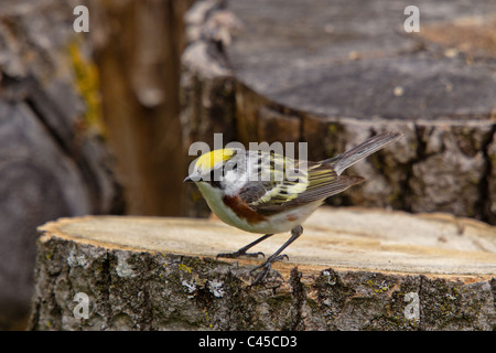 Chestnut-sided Warbler Stock Photo