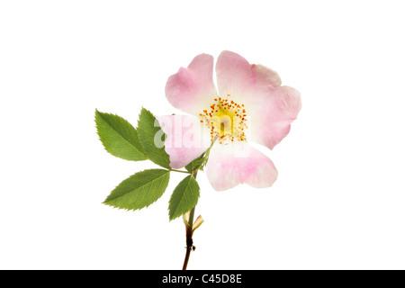 Closeup of a dog rose flower and leaves isolated against white Stock Photo