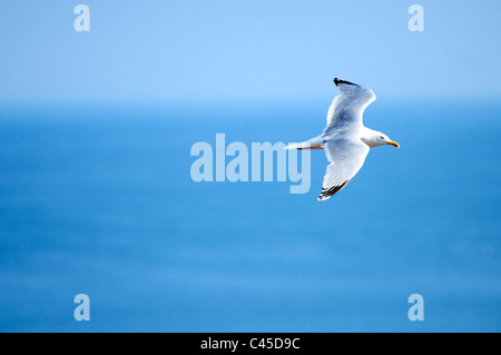 An adult  Herring Gull in flight - Seagull (Larus argentatus) Stock Photo
