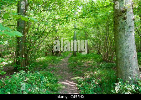 Path through a deciduous wood Stock Photo