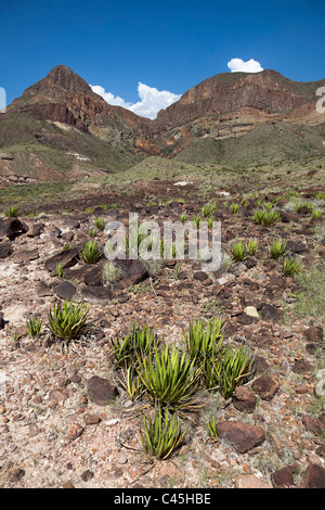 Lechuguilla Agave lechuguilla in the Chihuahuan desert of Big Bend National Park Texas USA Stock Photo