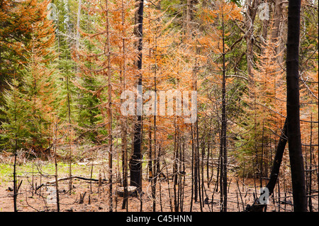 The top of MacDonald Pass at the Continental Divide near Helena, Montana, shows damage from the mountain pine beetle. Stock Photo