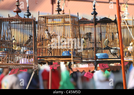 bird singing contest in Thailand Stock Photo
