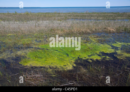 Small Freshwater lagoon with Blue-Green algae or Blue-Green bacteria (Cyanophyta ) near Lake Huron Michigan USA Stock Photo