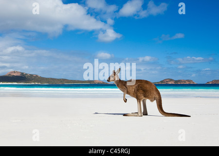 Kangaroo on beach at Lucky Bay.  Cape Le Grand National Park, Esperance, Western Australia, Australia Stock Photo