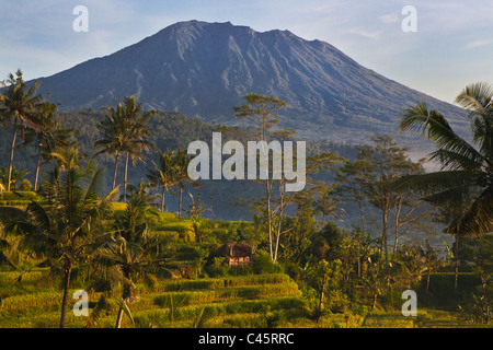 Sacred GUNUNG AGUNG the tallest mountain on the island is seen through RICE TERRACES and COCONUT PALMS along SIDEMAN ROAD - BALI Stock Photo