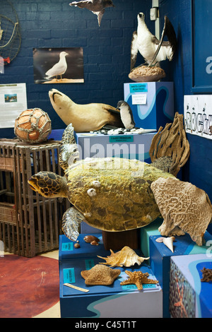 Marine exhibition at the Albany Residency Museum. Albany, Western Australia, Australia Stock Photo