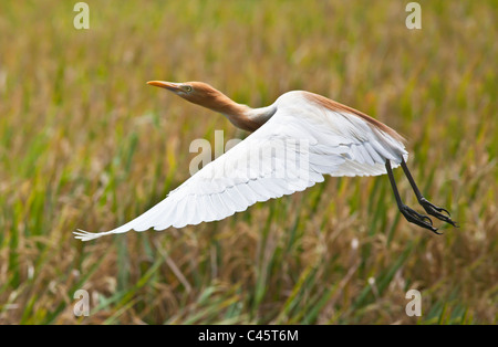 A CATTLE EGRET (Bubulcus ibis) in flight at PETULU where many of the birds nest - UBUD, BALI Stock Photo