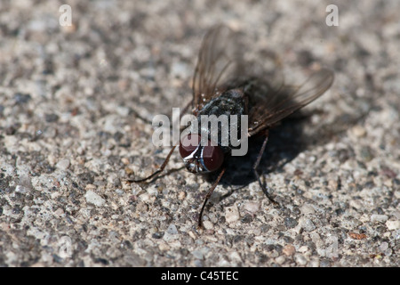 Common Housefly, Musca domestica. Stock Photo