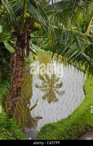 RICE TERRACES and COCONUT TREES are the main crops on the island - BALI, INDONESIA Stock Photo